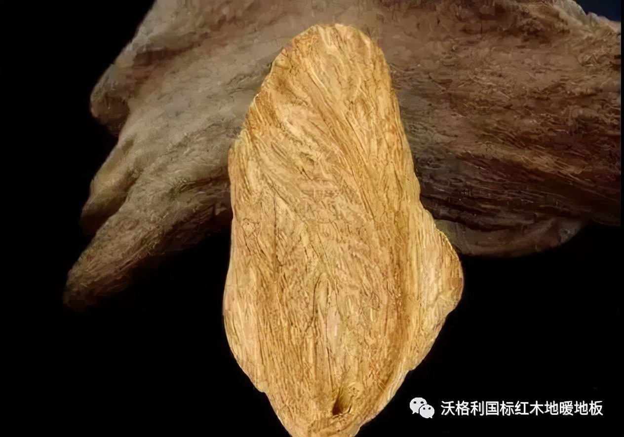 沃格利国标红木大宅地暖地板木材百科全书（三）世界上最硬的木头