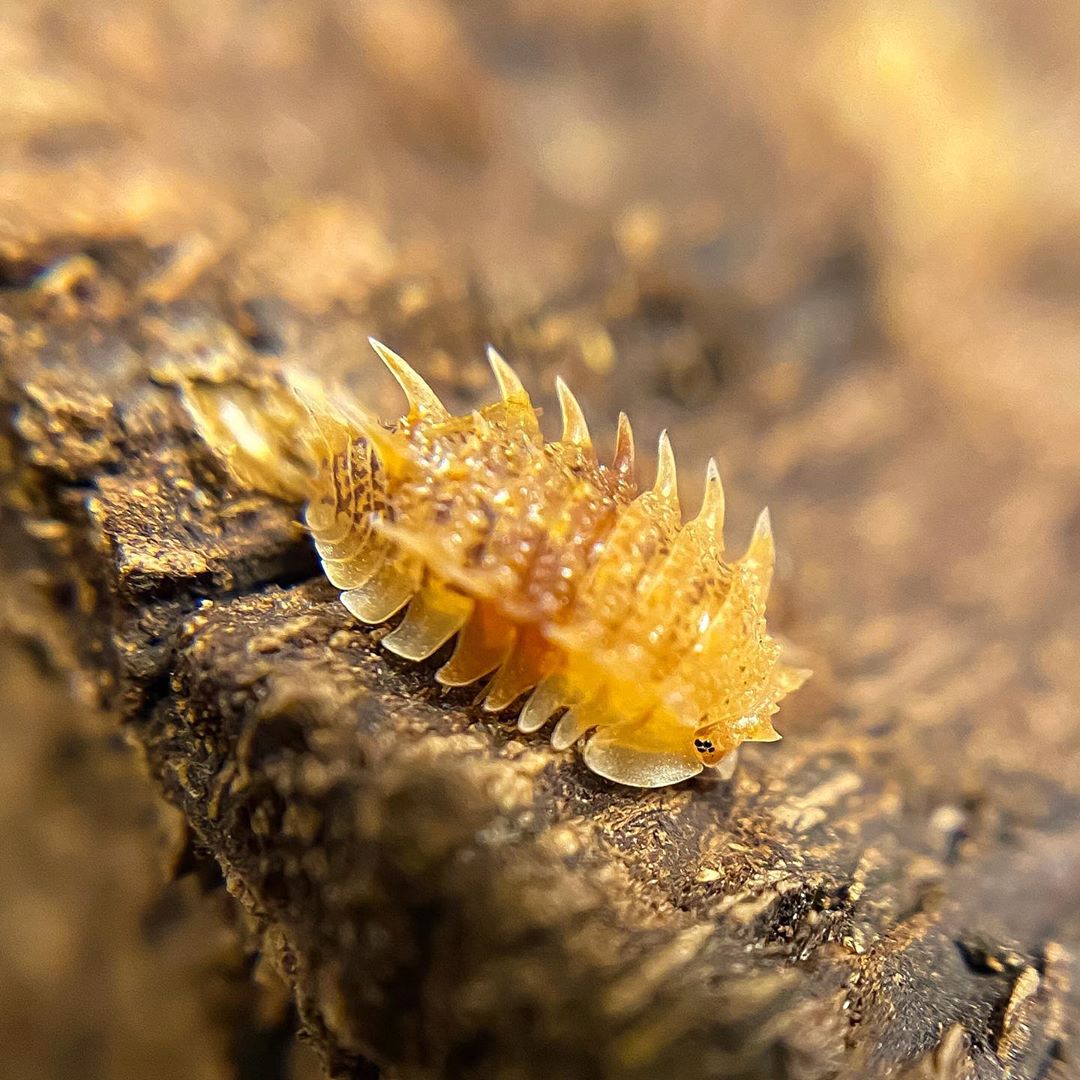 西瓜虫也能当宠物,观赏鼠妇的饲养