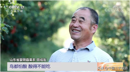 苹果又发布新品了？红皮苹果常见 红肉苹果你见过吗？