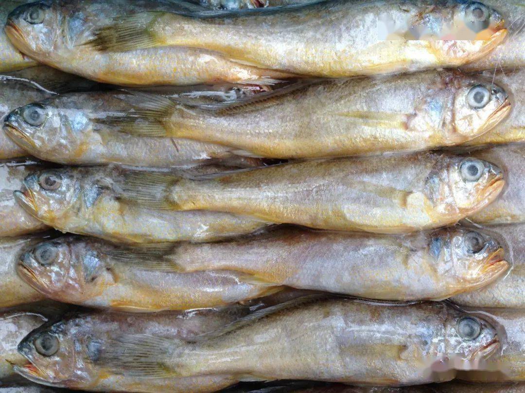 中秋家宴，把这5种海鱼端上餐桌，营养高价格低，待客也倍有面子
