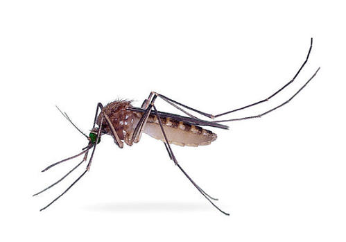 蚊香与电蚊液的区别，其实蚊子最怕它了！