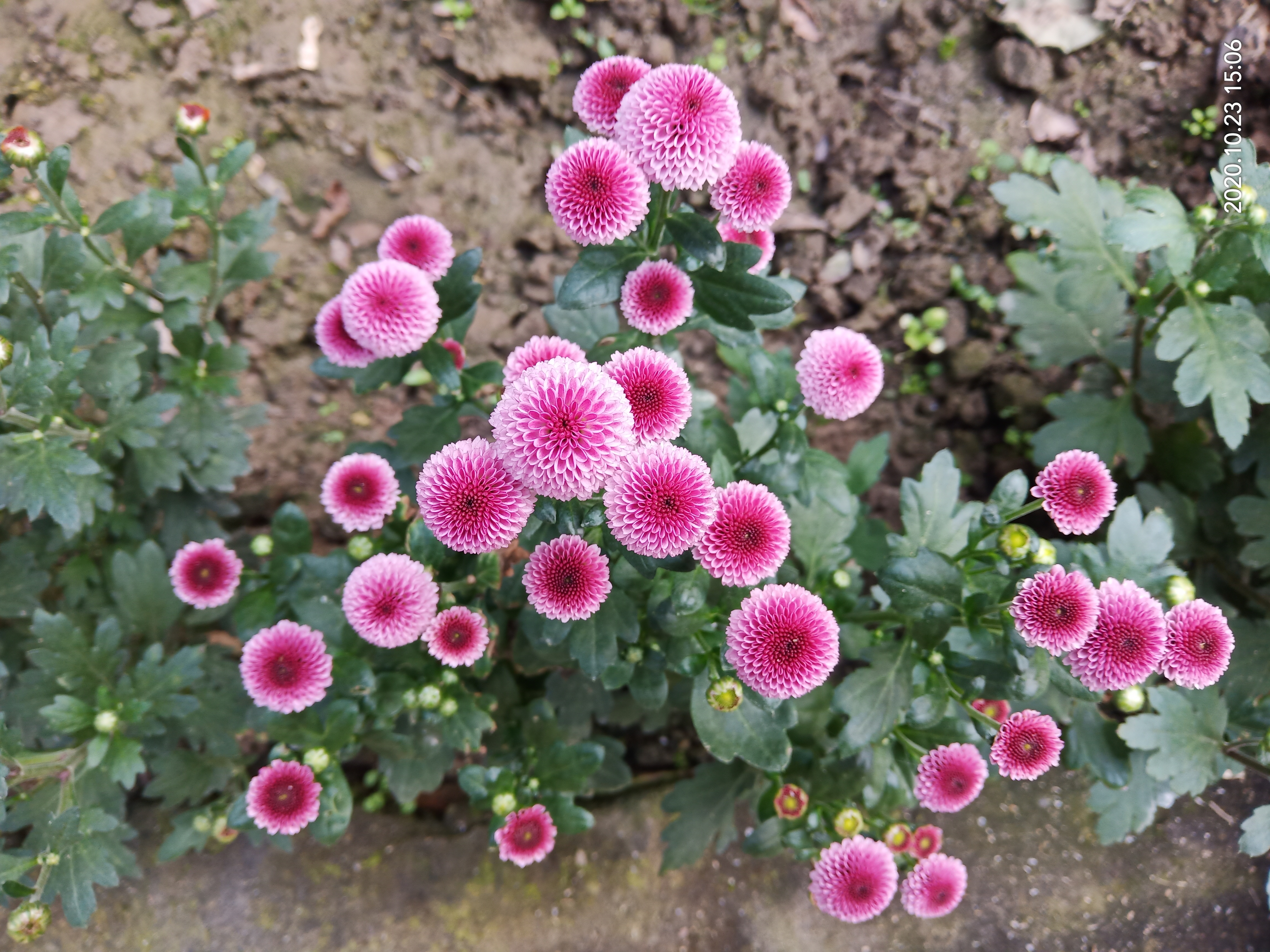 小米菊，阳台盆栽“新宠”，观赏价值高，多季节开花，养护也不难