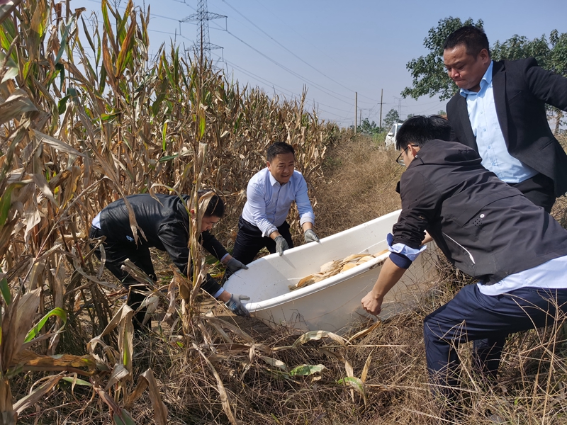 渭南市农投集团上下合力开展秋粮抢收自救工作