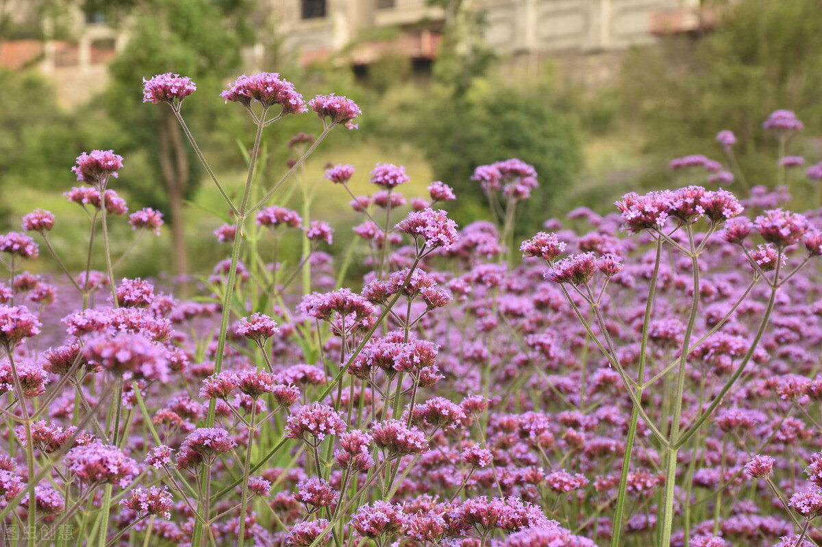 写给我心里的爱人：盼一季花开，等一场重逢，只等只盼，不扰不缠