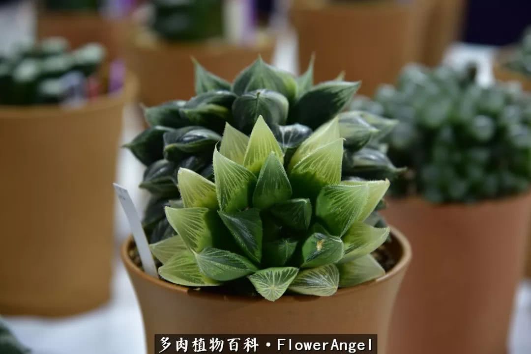 2018上海多肉展,我又双叒来了!