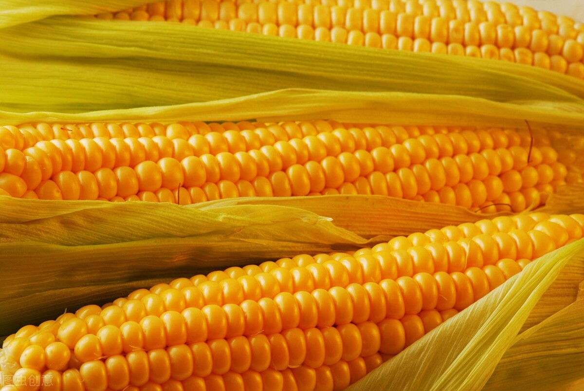 粮价大涨马上就要来了，玉米即将大涨，稻麦迎新需求？