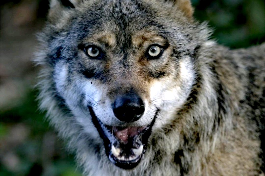 俗语"不能请羊管菜园,不能请狼管羊圈",你知道为什么吗?