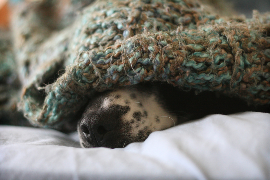 冬天快要到来，该如何给狗狗进行保暖？室内和室外分别该怎样做