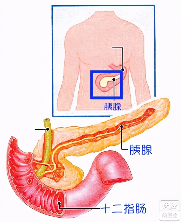 胃在什么位置图片腹部结构地图