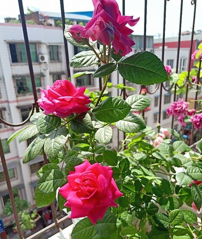 两种"耐寒花卉",冬季可室外过冬,不怕冷,开花多