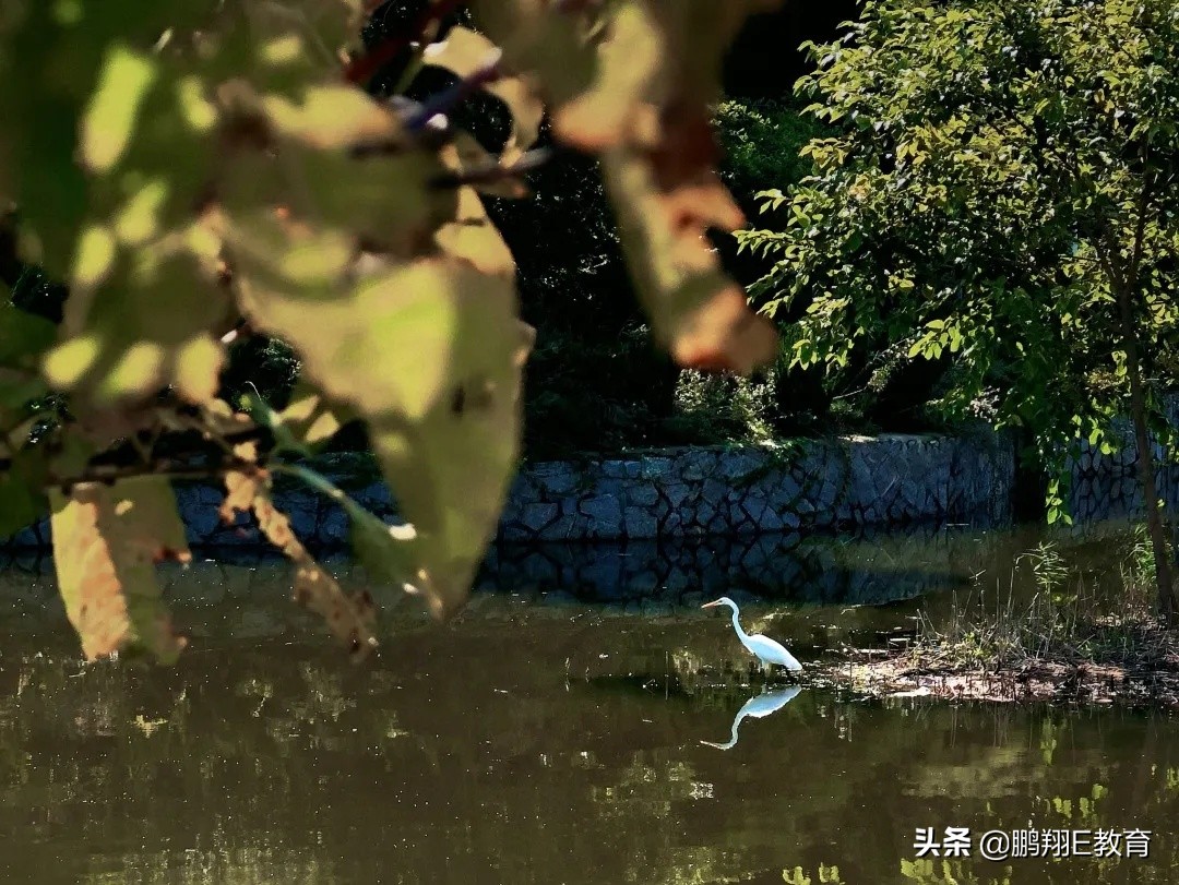 拾起一枚秋叶，点亮山东中医药高专的秋