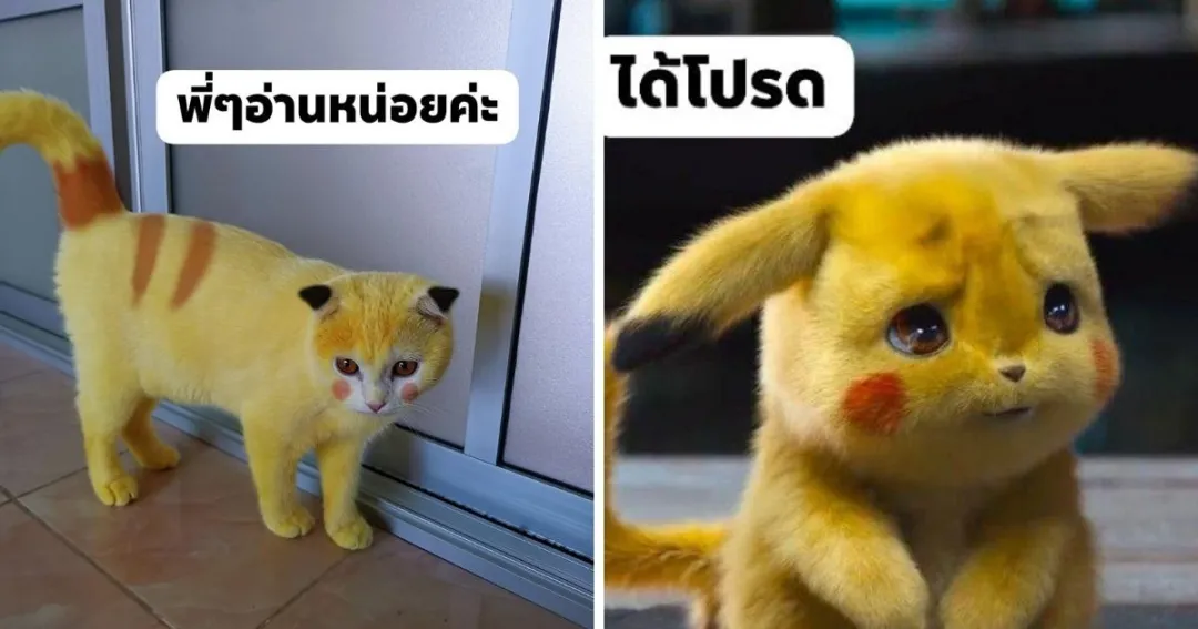 据说能减肥的姜黄，和生姜是一回事吗？
