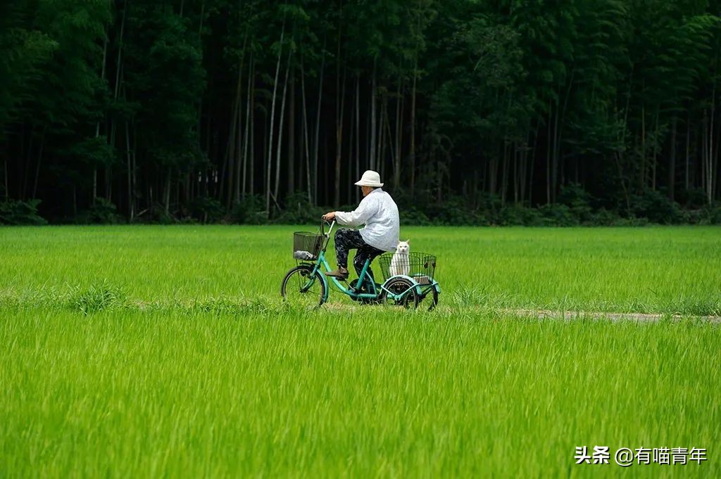 谢谢，福丸！再见，福丸