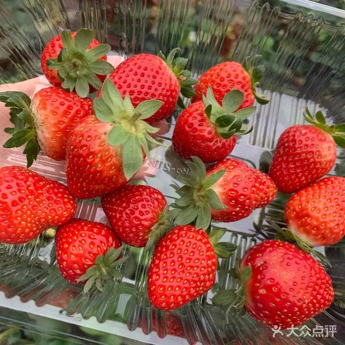 草莓季來了！廣州摘草莓指南出爐！快帶孩子走起