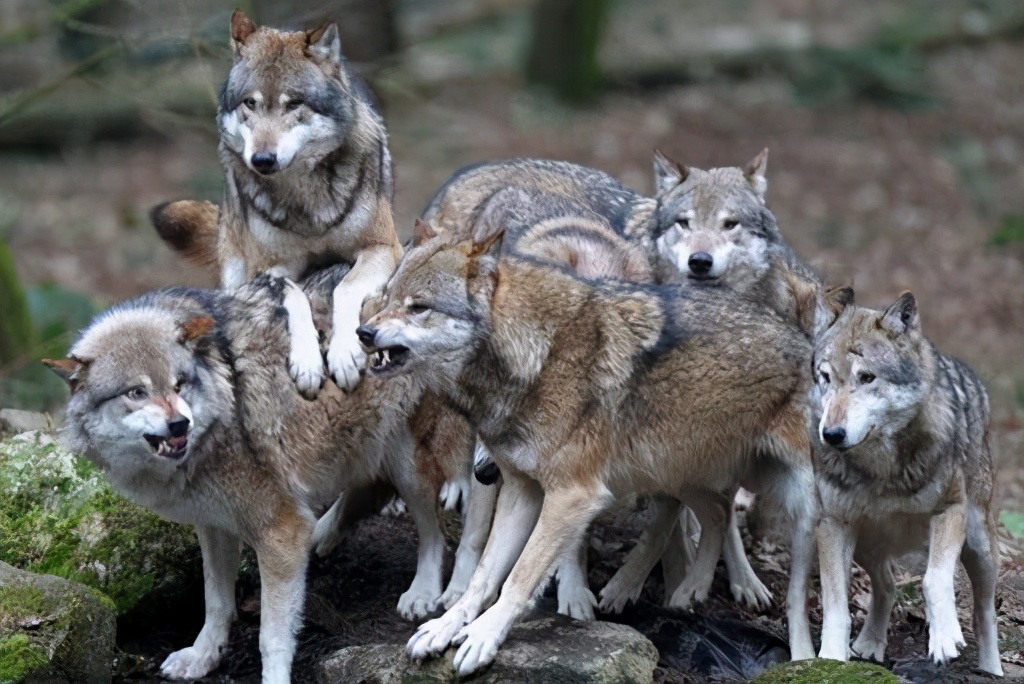为什么狼的配偶只有一个，而狗的配偶却有很多？