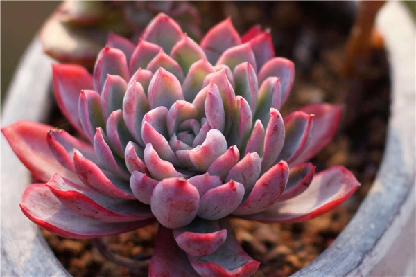 让人看了就‘神魂颠倒’的10种紫色多肉植物,这么养绝对梦幻!