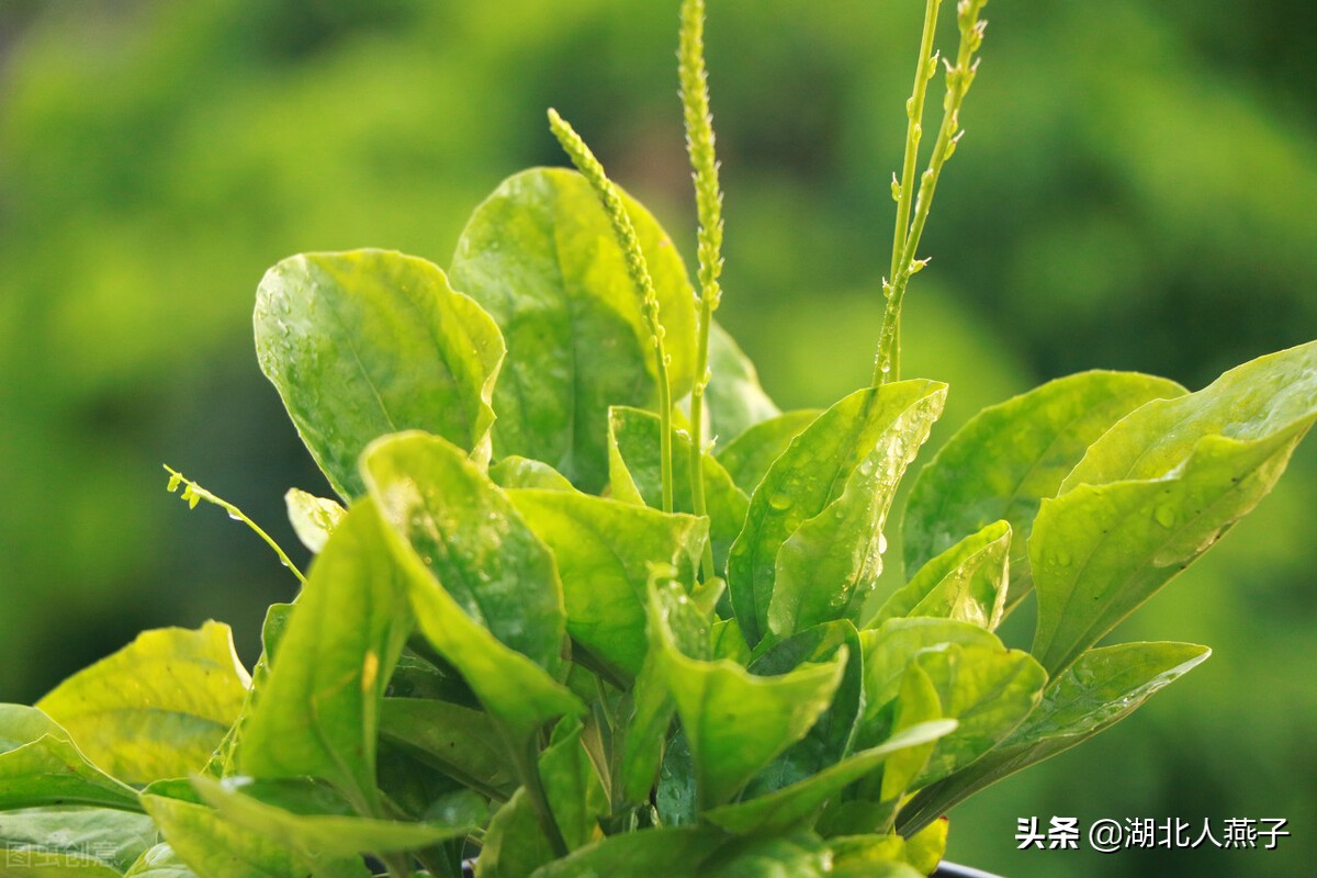 65种野菜图片大全，教你认识不同的野菜和吃法，你想要的野菜都有