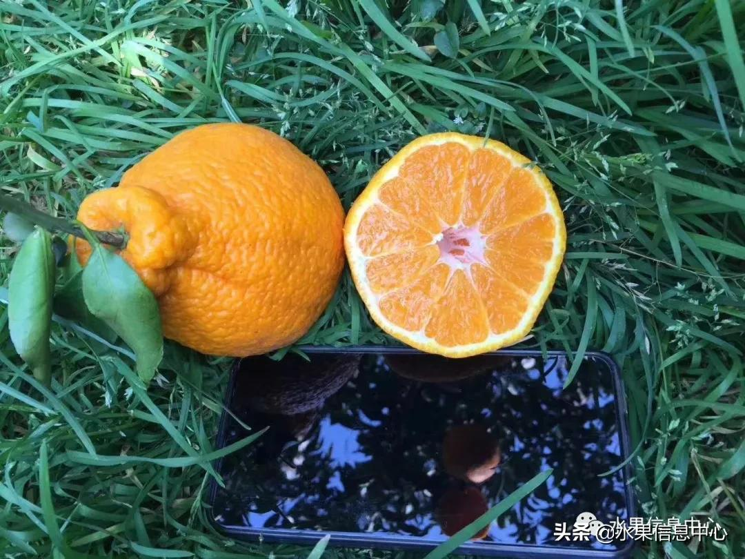 桔子的种类有哪些，一份柑橘指南大解析？