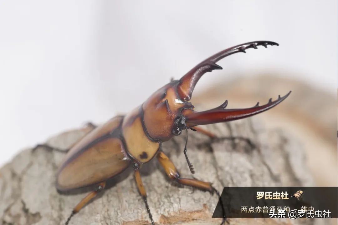 兜锹饲养入门第一辑初识兜锹 罗氏虫社1 属于鞘翅目昆虫2 认识兜锹成虫3 Faq 天天看点