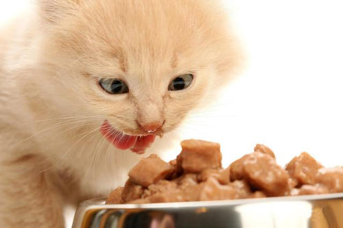 猫咪一天的饮食量是多少？如何科学喂养猫咪呢
