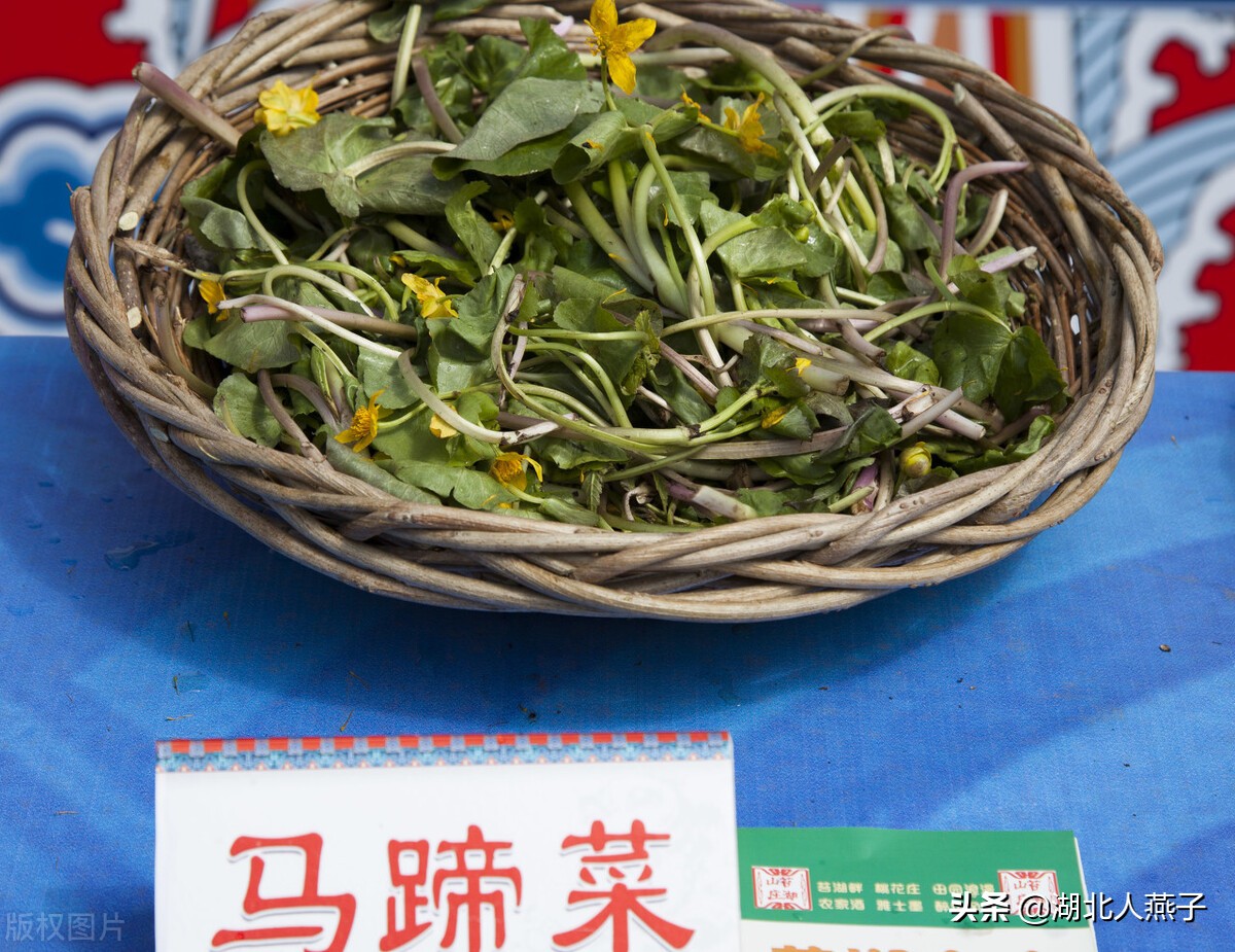 65种野菜图片大全，教你认识不同的野菜和吃法，你想要的野菜都有