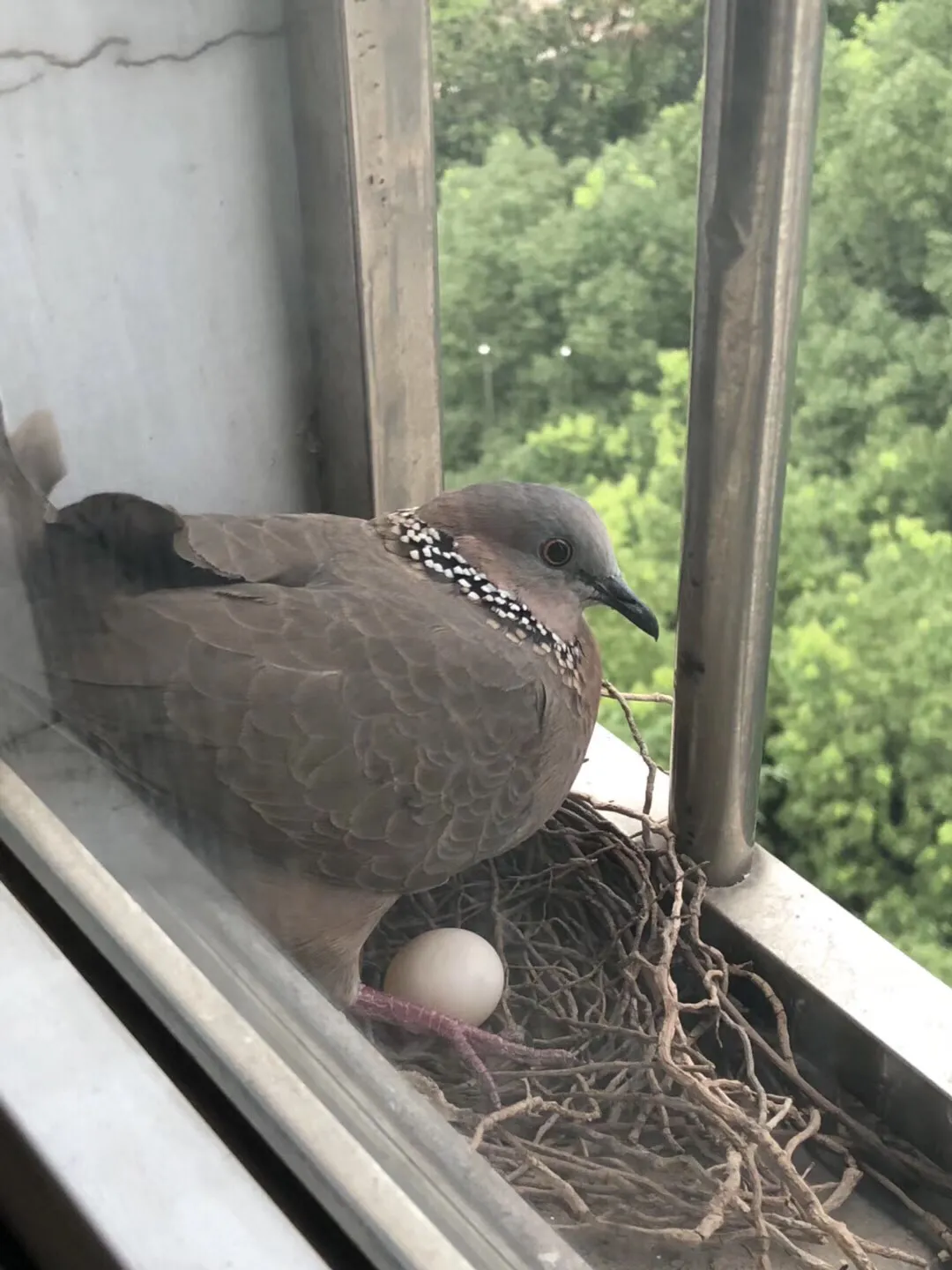 美文遐思：《在窗外筑巢的一只鸟》