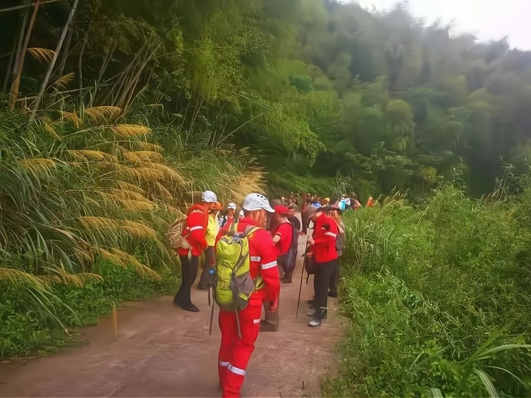 地雷蜂有多凶？抓蜂老手进山失联，发现时三只地雷蜂仍在叮咬尸体