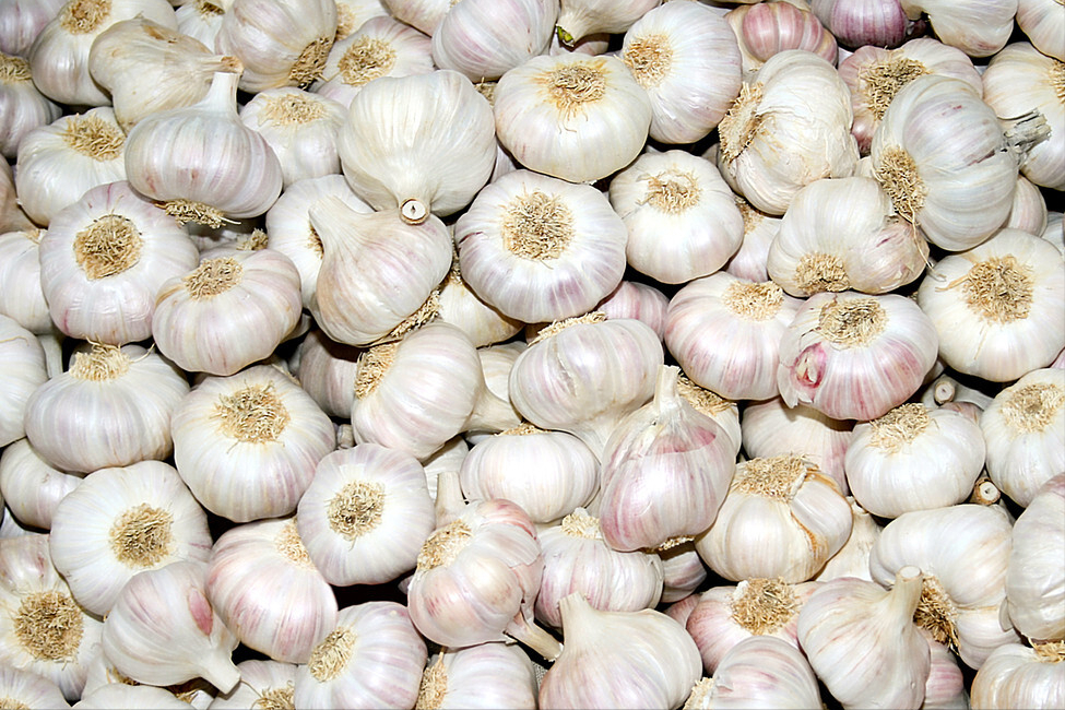 吃不完的大蒜，保存原来如此简单，给你支一招，不长芽不干瘪