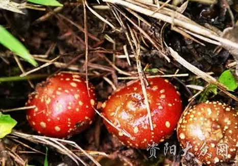 (马桑萢)这个云南大山很多,味甜,但是不能多吃,吃