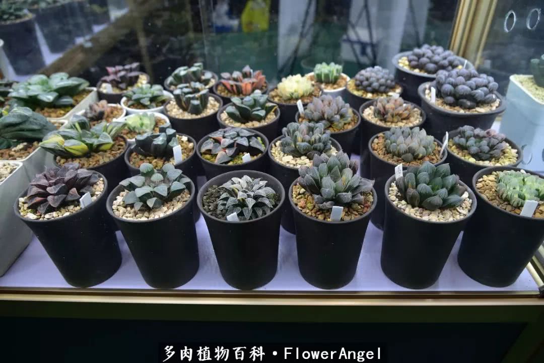 上海多肉植物展图片(2021年多肉植物展)-花卉知识网