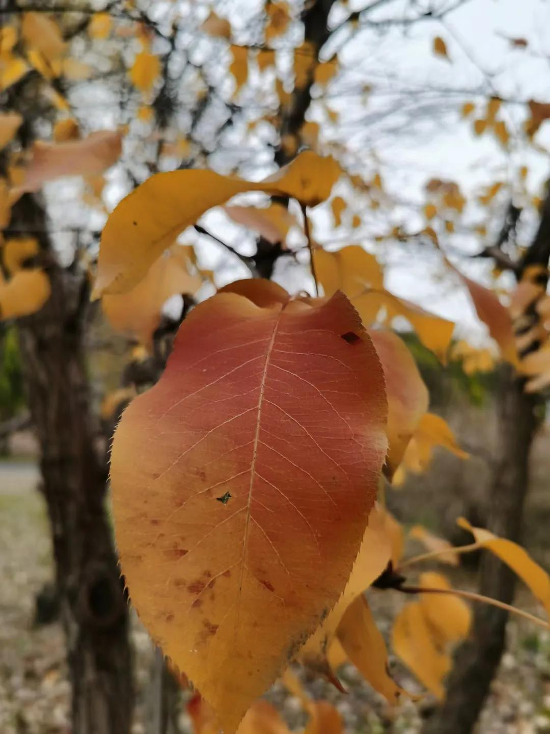 小学学历的小裁缝成为女作家，多次诺奖候选人，她的艰苦写作逆袭