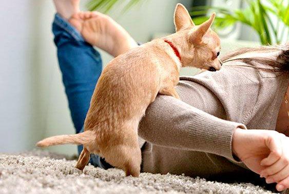 狗狗为什么喜欢“抱大腿”？这6种含义，很多人只知道一半