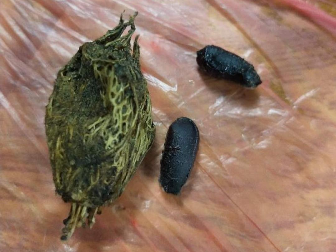 播种时间到,立秋后撒下去,冬春就开花