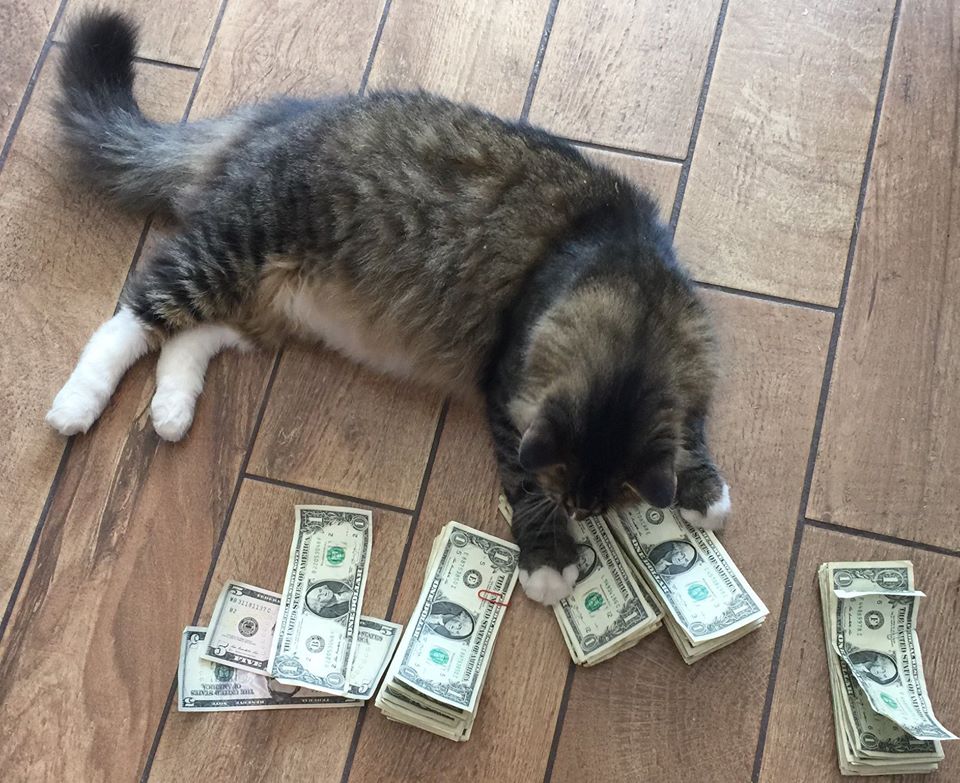 本想養貓捉老鼠，沒想到養了只「招財貓」，每天躺著能賺幾百美金