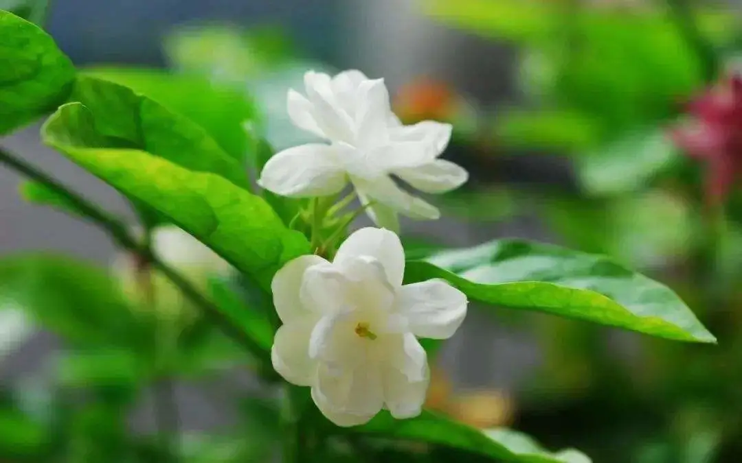 描写花的词语有哪些（关于形容花的词语） 第1张