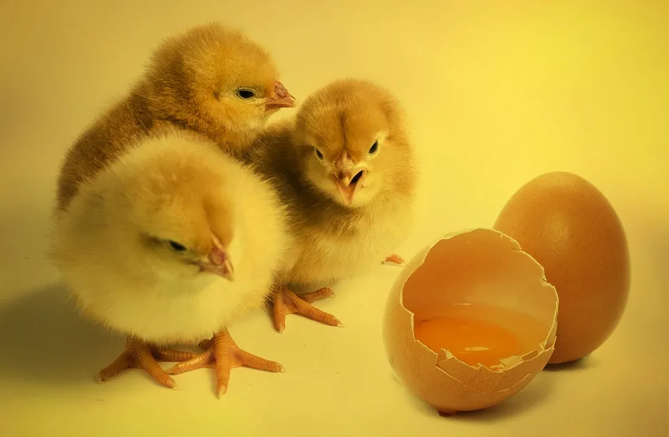 “补库”促蛋价回暖，持续性恐面临考验