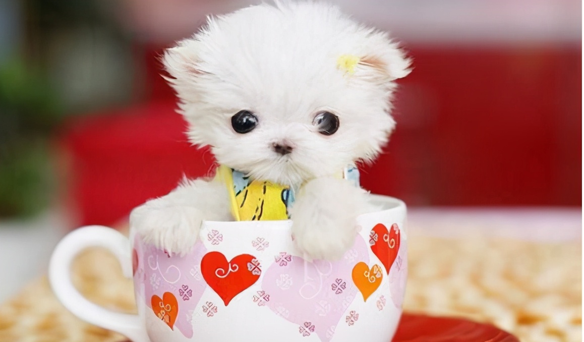 茶杯犬是体型最小的狗狗,它们小到可以装进茶杯里
