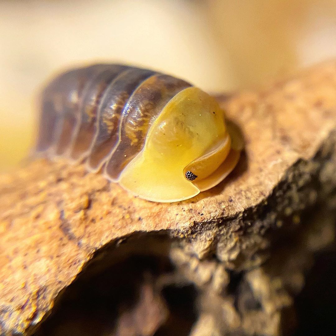 西瓜虫也能当宠物,观赏鼠妇的饲养