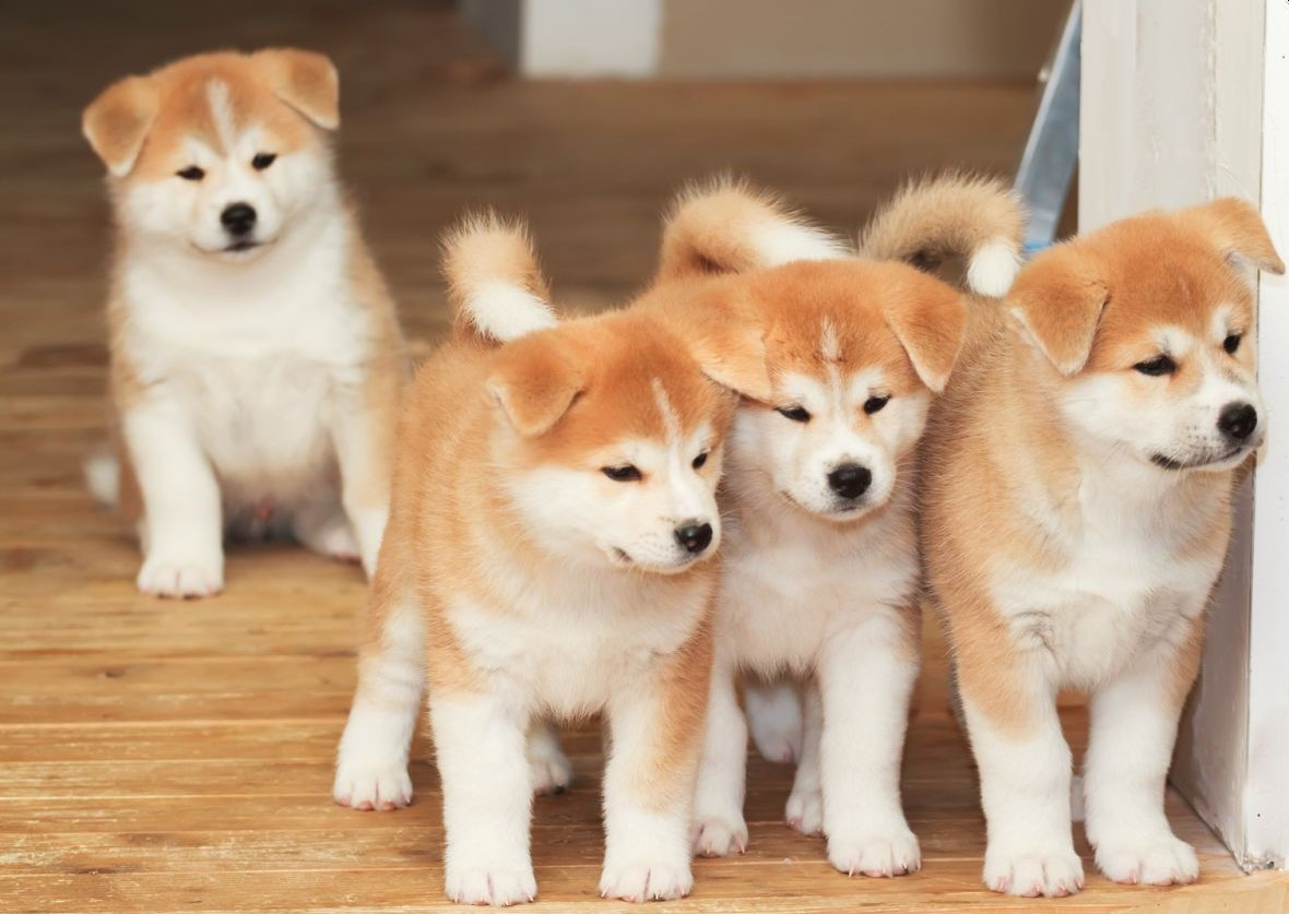 只知道柴犬和秋田 日本的狗狗不止这么少 他们有六大天然纪念物1 柴犬2 秋田犬3 北海道犬4 甲斐犬5 纪州犬6 四国犬 天天看点