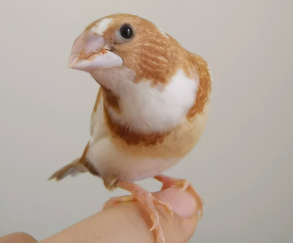 保姆鸟如何使用?使用十姐妹代孵的繁殖技巧