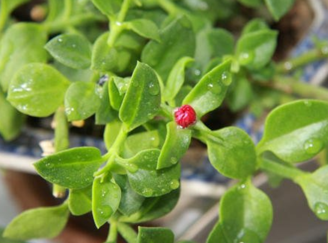 八角口红花烈焰红唇怎么养新手必看图文