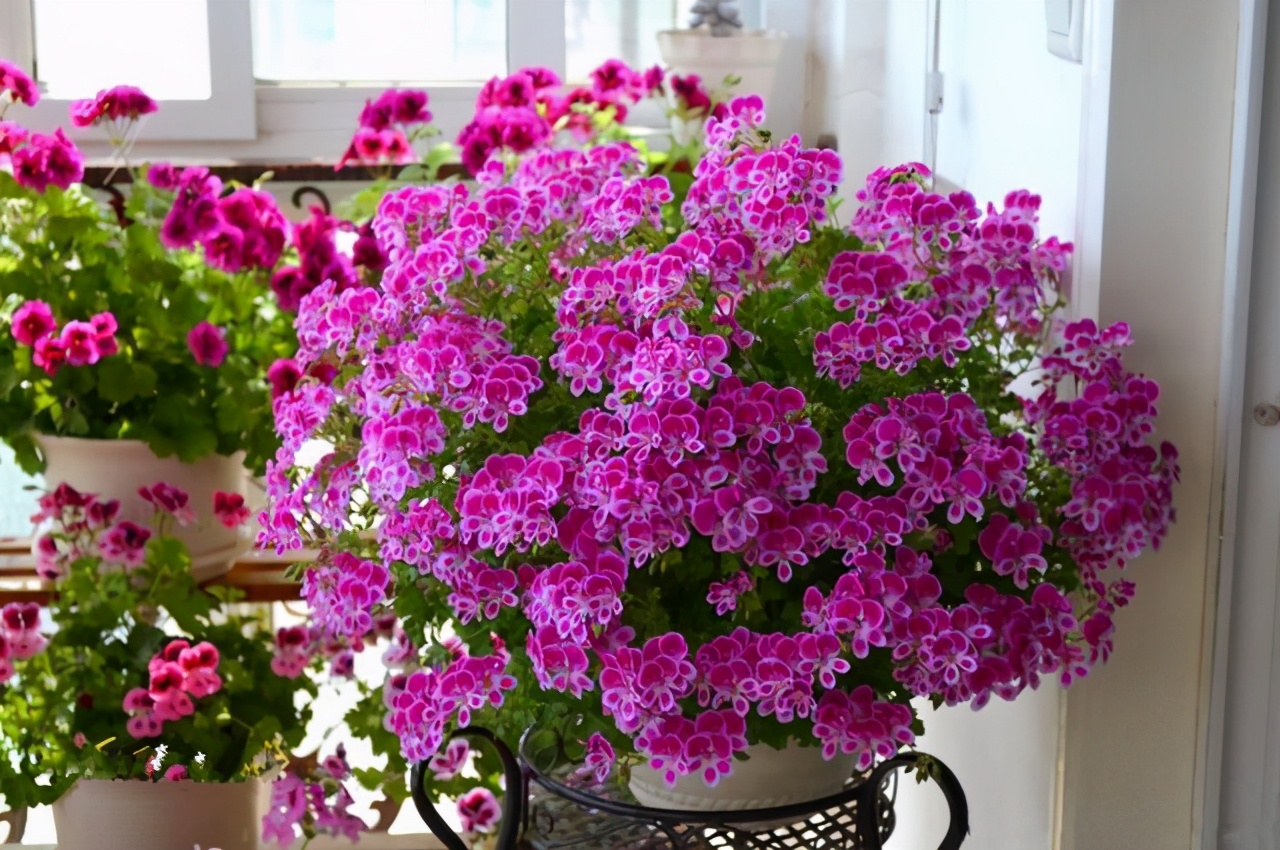 懒人和小白,就养天竺葵,掐一个心,冒一堆侧芽,开一窝花