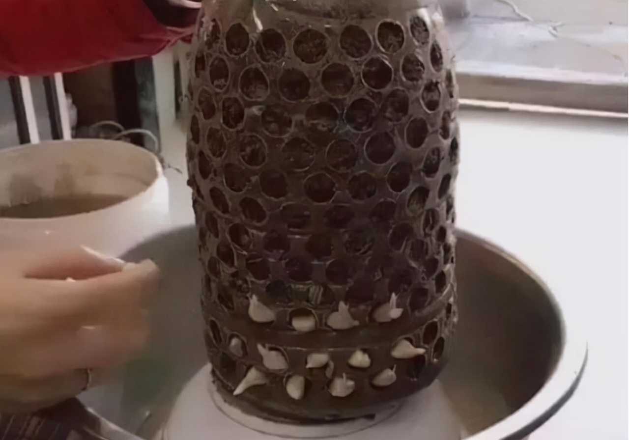 家有“空油桶”别扔掉，1个能养60棵“蒜”，种点菜家人吃得健康