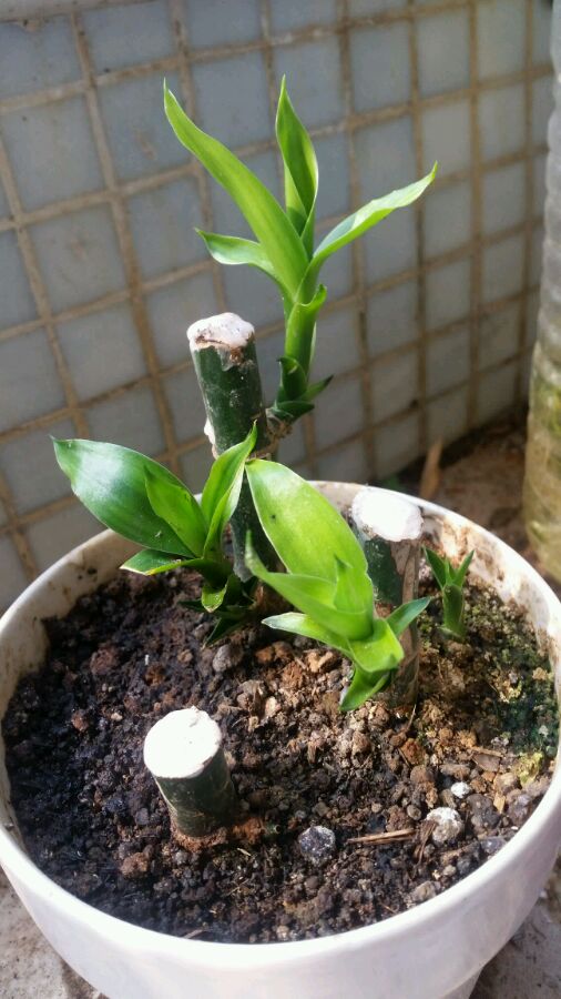 富贵竹土培的缺点