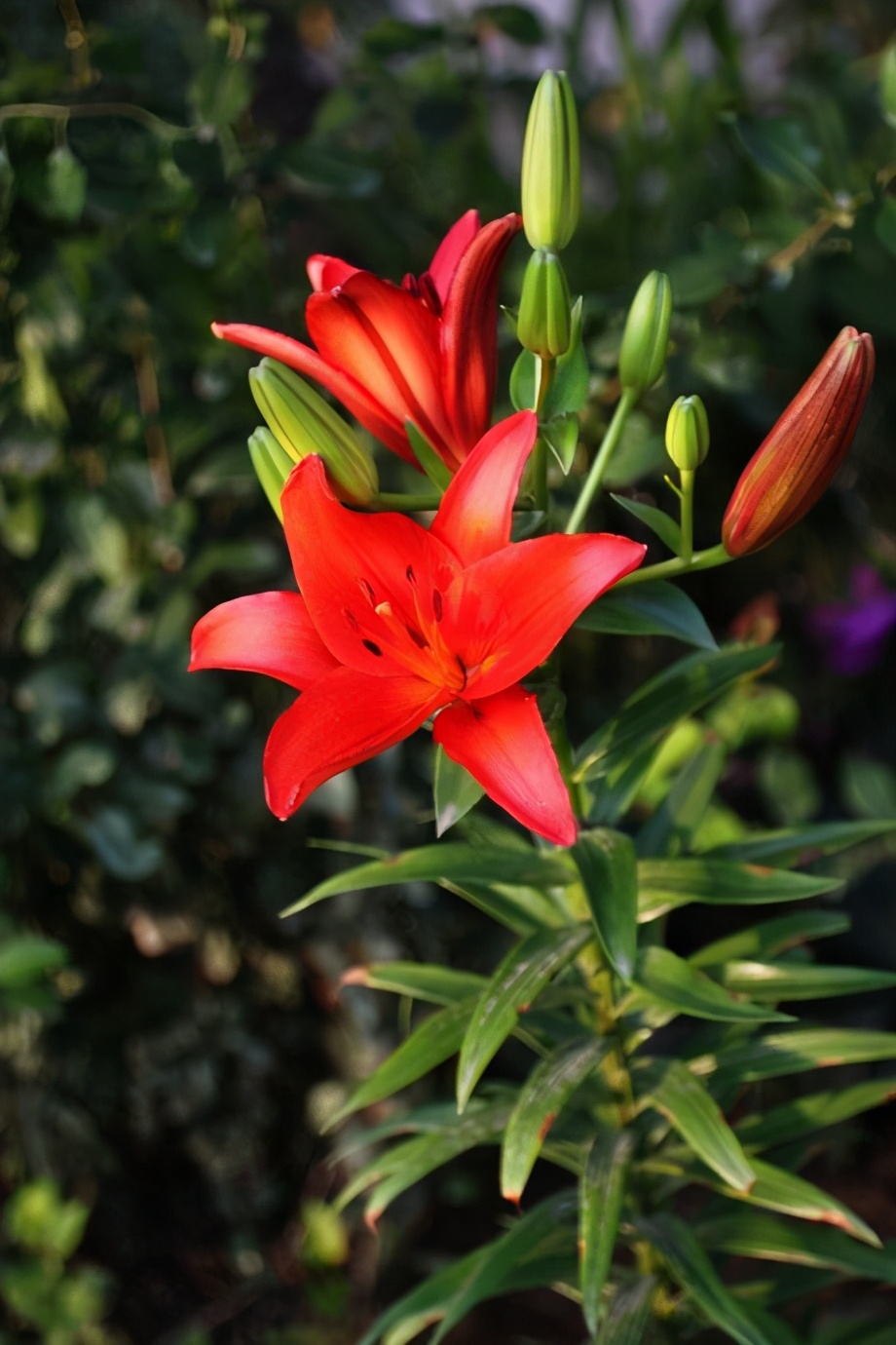 喜庆富贵,热烈奔放的百合花——红色百合花