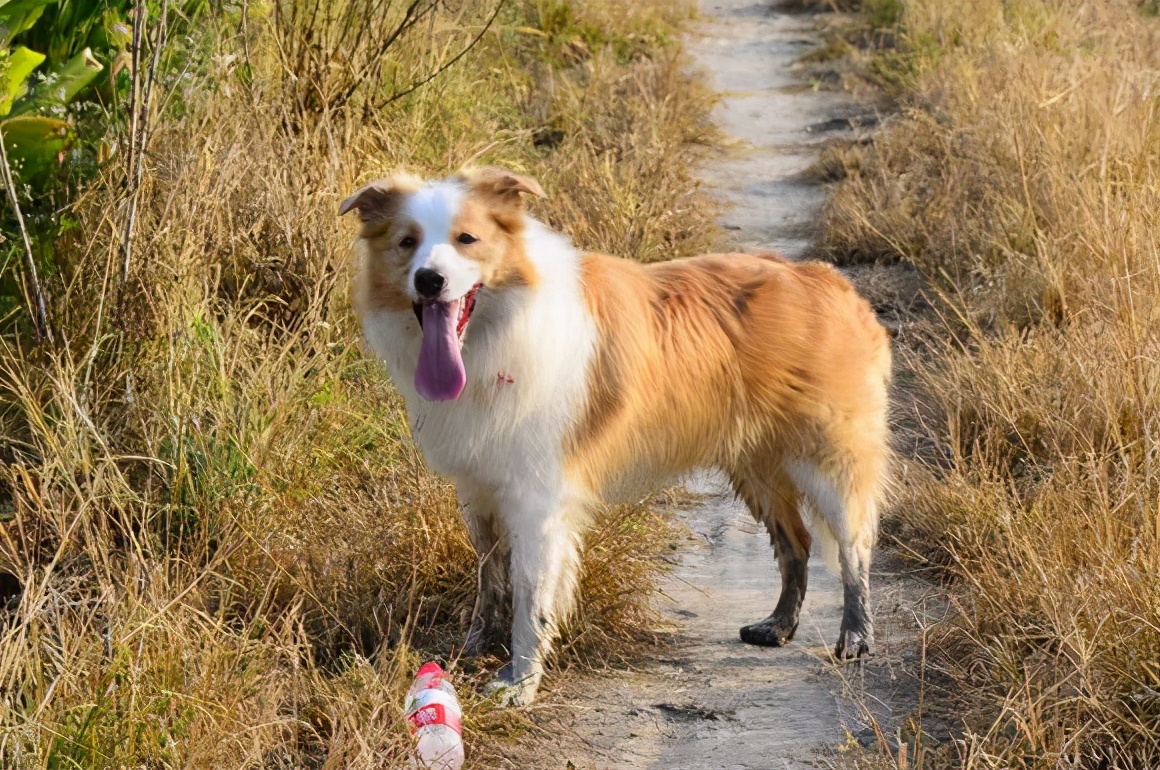 边牧犬多少钱一只黄色和白色边牧犬价格详解