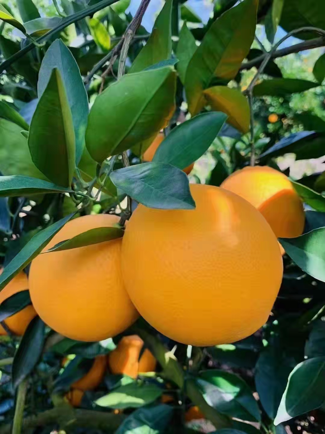 赣南脐橙如何识别真假