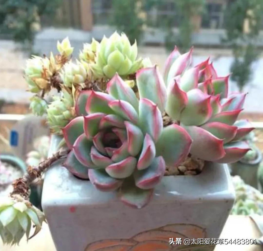 秋天怎么养护多肉荷花?株型肥美又漂亮