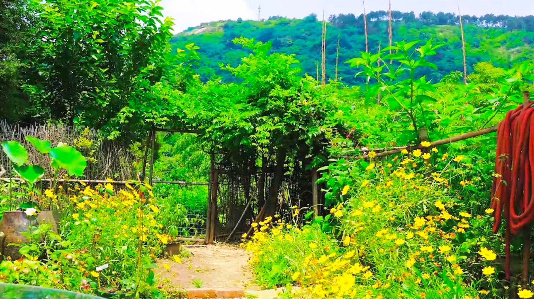 武汉新洲区有哪些旅游景点(武汉市新洲区双柳旅游景点)