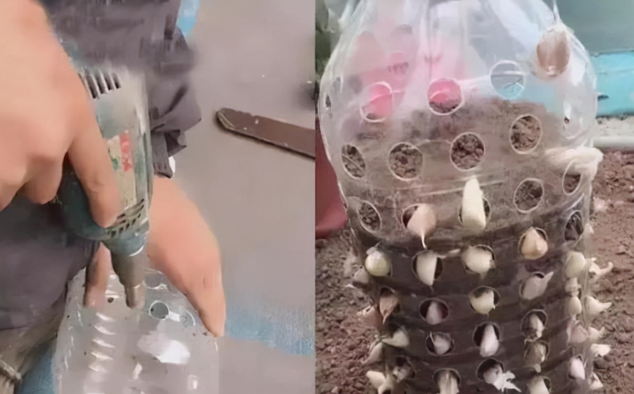 家有“空油桶”别扔掉，1个能养60棵“蒜”，种点菜家人吃得健康